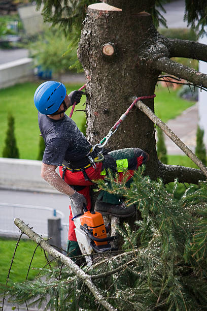 Best Tree Disease Treatment  in Rancho Cordova, CA